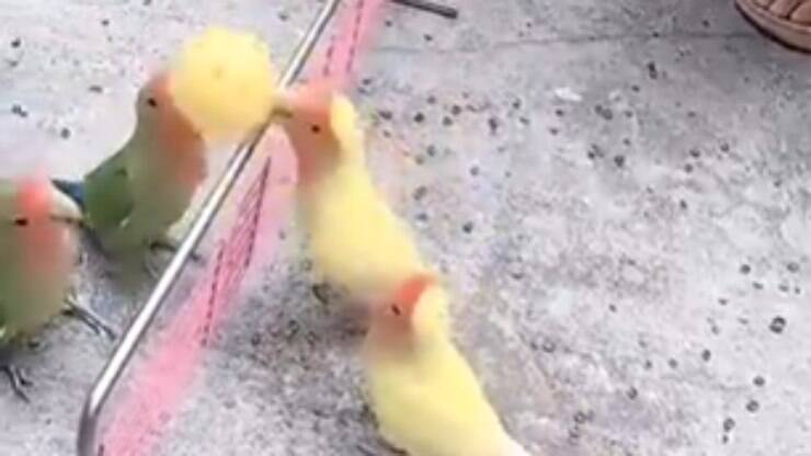 Hilário! Vídeo de periquitos jogando vôlei viraliza no Twitter