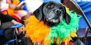 Como proteger seu animal de estimação durante a folia