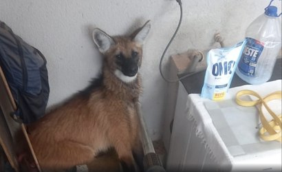 Lobo-guará é resgatado em casa no Distrito Federal
