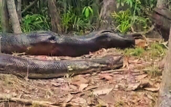 Anaconda de nove metros foi flagrada no Amazonas.