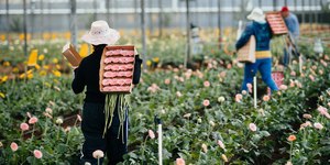 Mistério no Brasil: sobrenome raro revela origem de 29 moradores