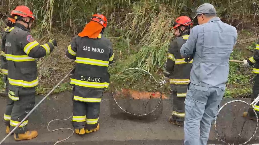Onça ferida é resgatada após atropelamento na BR-153; assista Onça ferida é resgatada após atropelamento na BR-153; assista