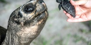 Goliath, tartaruga de 135 anos, celebra primeiro Dia dos Pais
