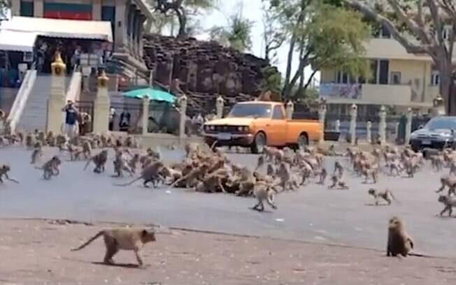 Brigas entre os animais aumentaram pela escassez de comida nas ruas da Tailândia