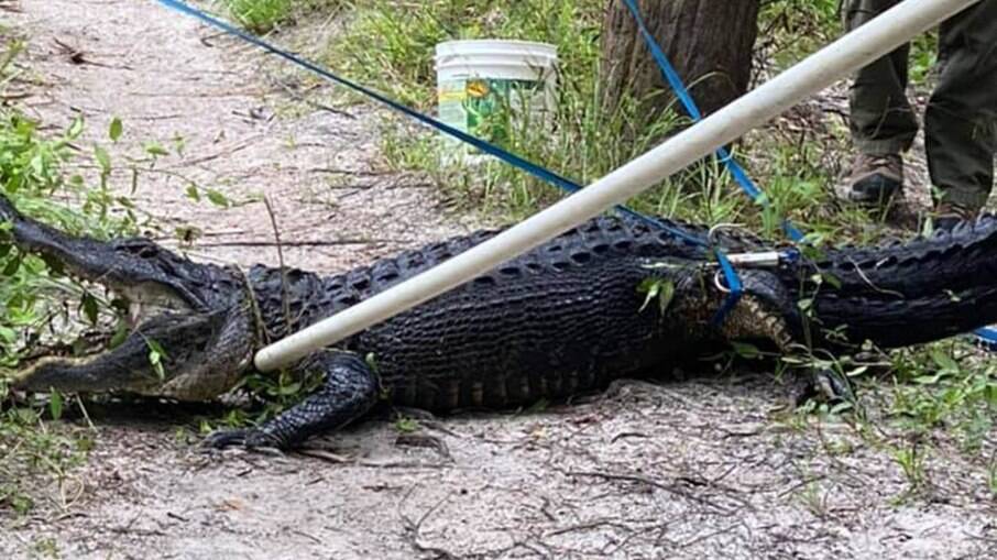 Crocodilo que atacou ciclista tinha quase 3 metros de comprimento