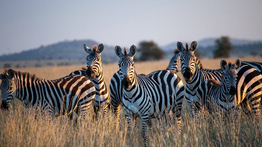 Zebras na Tanzânia