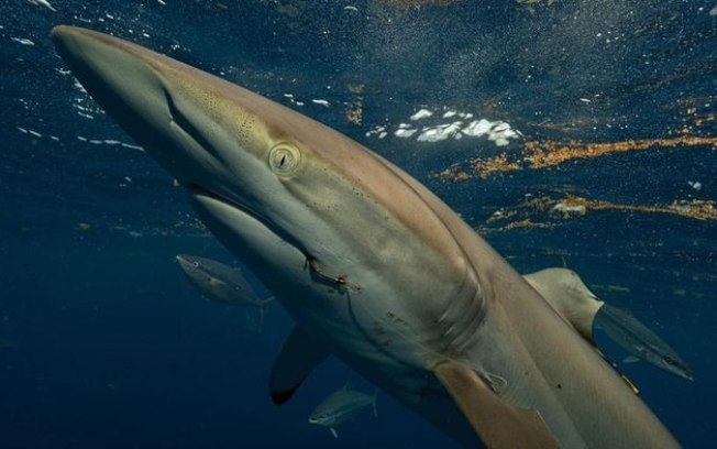 Inédito: Tubarão regenera nadadeira após humano cortá-la fora