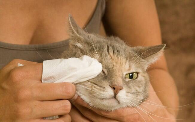Higienizar o olho do gato com clamidiose felina faz parte do tratamento 