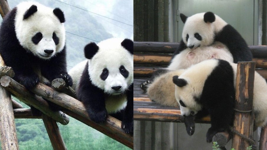 Função é comum na China; saiba mais Função é comum na China; saiba mais