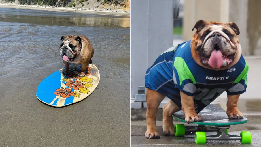 Bulldog skatista vira fenômeno nas redes sociais com manobras Bulldog skatista vira fenômeno nas redes sociais com manobras