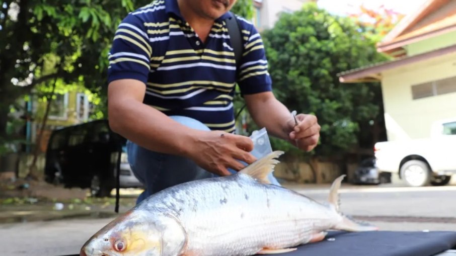 Espécie de peixe tida como quase extinta foi avistada por pescadores recentemente, de acordo com estudo divulgado nesta terça-feira (22)