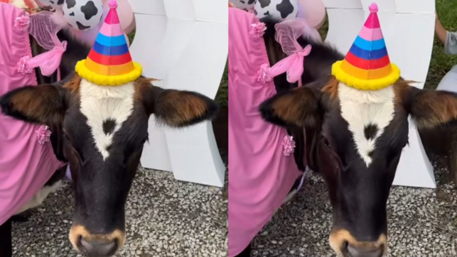 Mamífero ganhou presentes e celebrou ao lado dos amigos humanos Mamífero ganhou presentes e celebrou ao lado dos amigos humanos