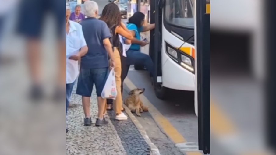 Caramelo dificulta caminho de passageiros ao pegarem ônibus