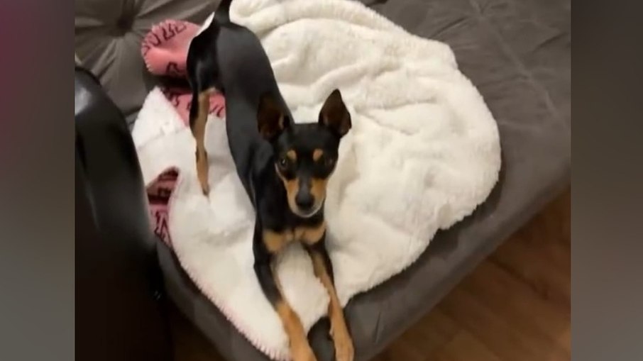 pinscher zero cresceu 