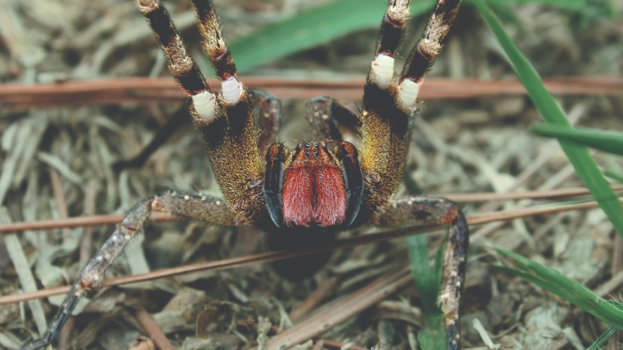 Aranha armadeira é uma das mais perigosas do Brasil