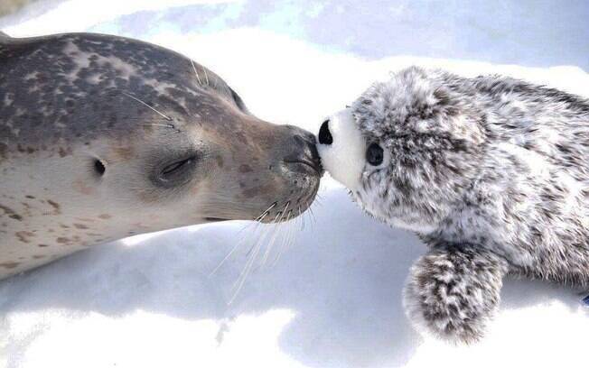 A foca fofa se apaixonou pelo bichinho de pelúcia