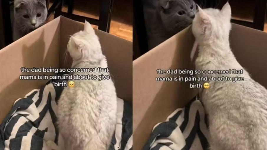 Gato fiel acompanha parto da companheira e emociona Gato fiel acompanha parto da companheira e emociona