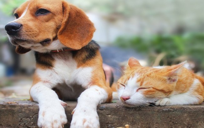 Tecnologia para cuidar dos seus Pets: O futuro do bem-estar animal