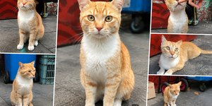 Conheça o gato laranja que virou atração turística no Google Maps