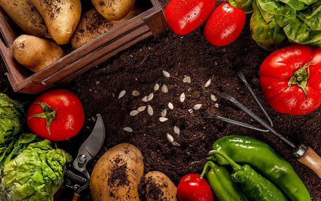 Superalimentos amazônicos retêm nutrientes da Terra Preta