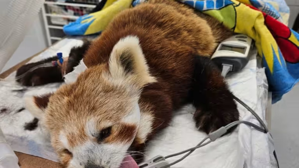 A pequena panda vermelha chamda Phoenix foi levada a uma clínica veterinária após notarem a mordida