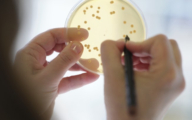 Probióticos em vez de antibióticos na produção animal Probióticos em vez de antibióticos na produção animal