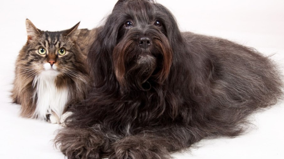 Gato e cachorro podem viajar com segurança