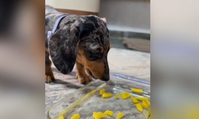 Atividade simples refresca e anima cães