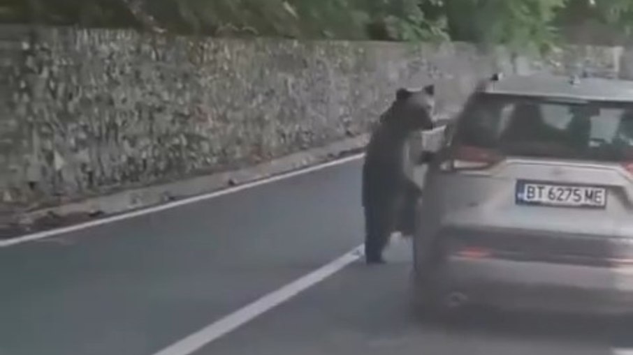 Testemunha grava ataque de ursa a turista em estrada da Transilvânia Testemunha grava ataque de ursa a turista em estrada da Transilvânia