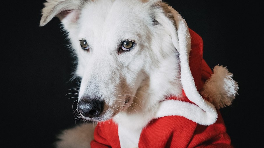 Cachorro fantasiado de papai noel Cachorro fantasiado de papai noel