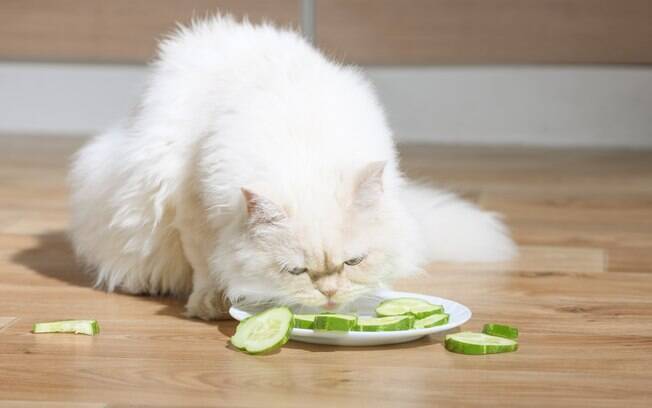Os gatos são os mais prejudicados com a mudança na dieta, já que não aproveitam tão bem os nutrientes dos vegetais. Os felinos podem ter sérios problemas nutricionais se não comer carne