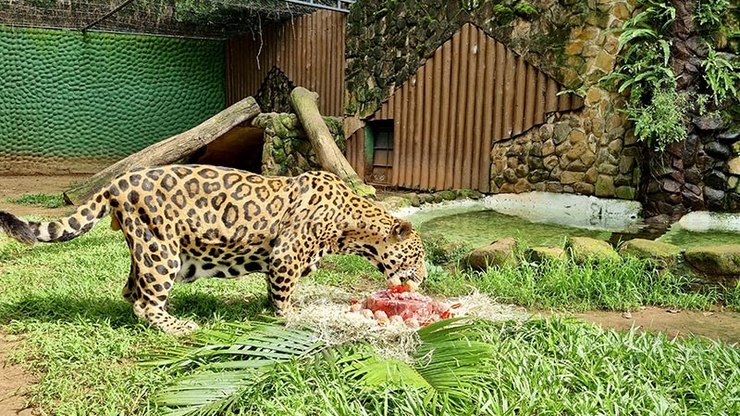Onça-pintada de 21 anos morre no Pq. Ecológico de Americana (SP)