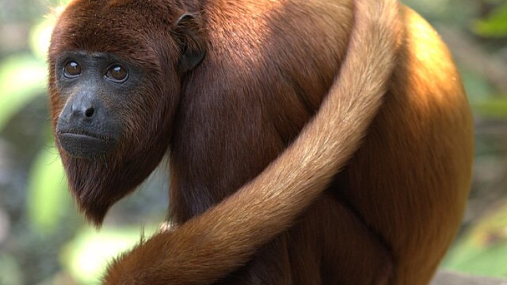 Microplásticos são encontrados no estômago de macacos da Amazônia