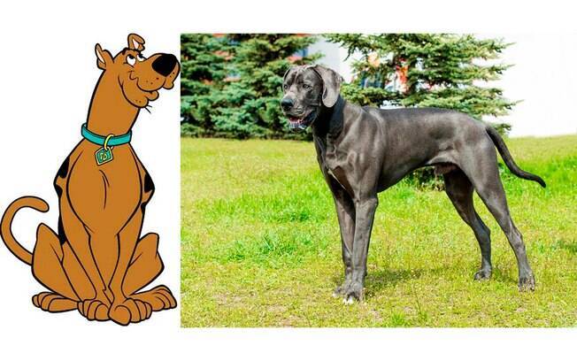 Scooby Doo, o cachorro mais famoso dos desenhos animados, é inspirado na raça Dogue Alemão. 