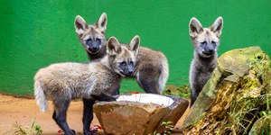 Filhotes de lobo-guará do Zoo de SP recebem nomes de frutas