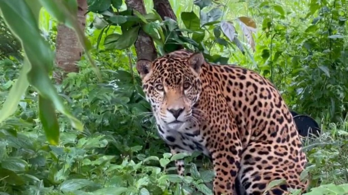 As onças-pintadas são ameaçadas de extinção As onças-pintadas são ameaçadas de extinção