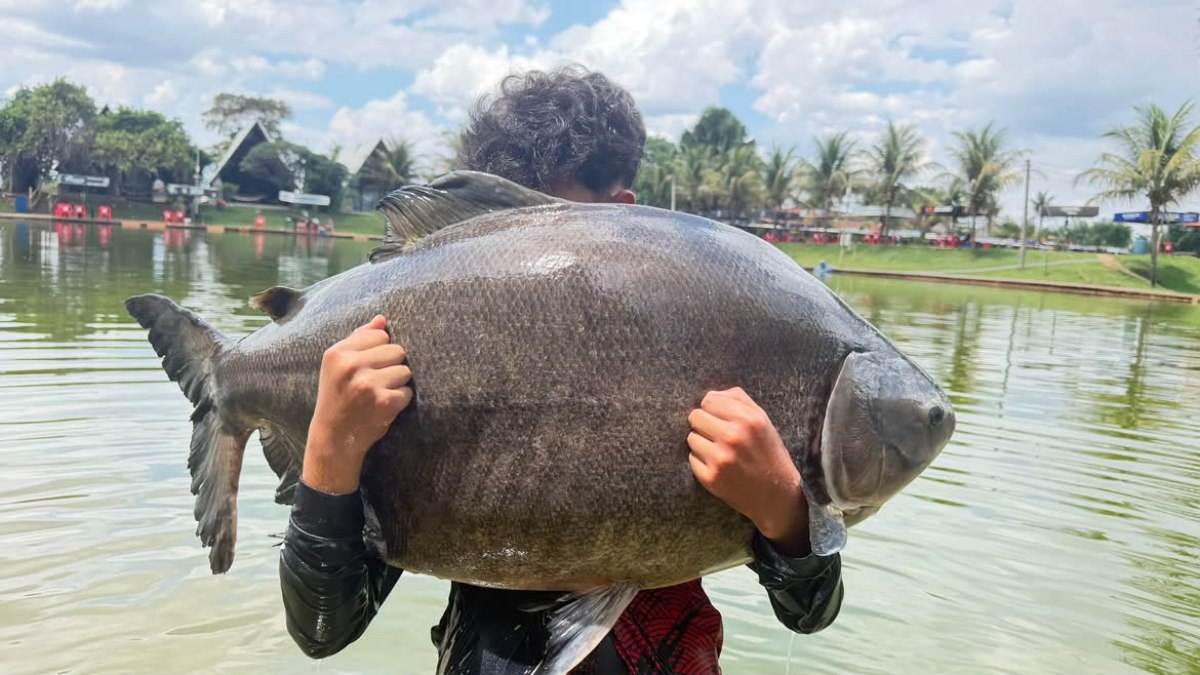 Menino de 13 anos fisga tambacu de 31 kg em Goiás: "muito feliz"