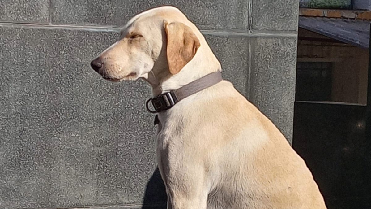 Spike: o único animal sepultado no Cemitério da Consolação - Foto