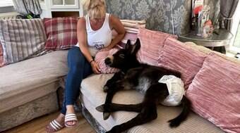 Jumento pensa que é um cachorro, caminha com o dono e usa fraldas