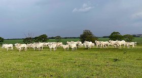 Sete países retiram barreiras à importação de aves brasileira