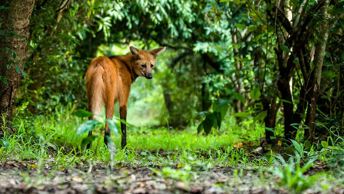 Lobo-guará