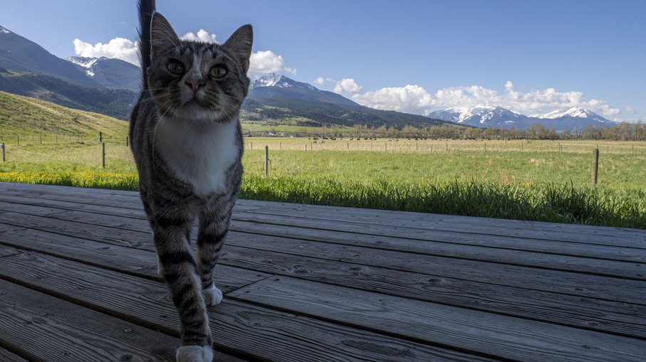 Gato doméstico Gato doméstico