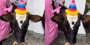 Vaca ganha festa de aniversário e encanta a web: "Sortuda"