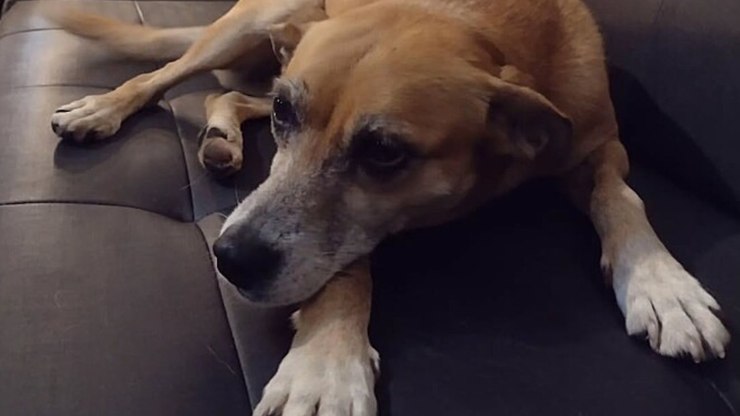 Cachorrinha caramelo conquista frequentadores de pub