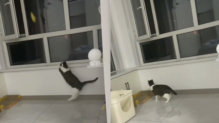 Ops! Gato acidentalmente joga brinquedo pela janela