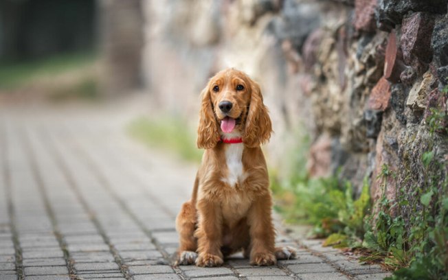 14 raças de cachorro para famílias com crianças