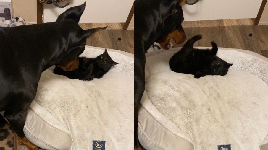 A cadela Sunny tenta retirar a invasora de sua cama, mas a gata Kodak não se importa