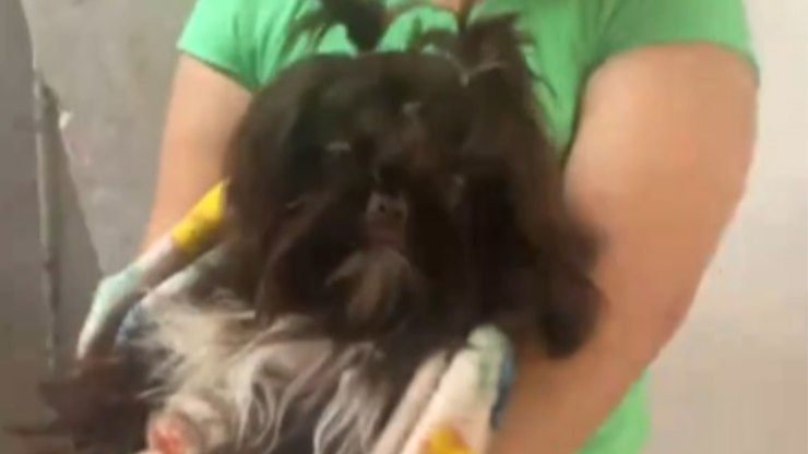 Shih Tzu é confundido com macaco ao ser apresentado a idoso