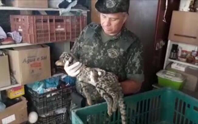 Gato-do-mato resgatado pela Polícia Militar Ambiental
