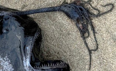 Criatura de aparência alienígena é encontrada em praia